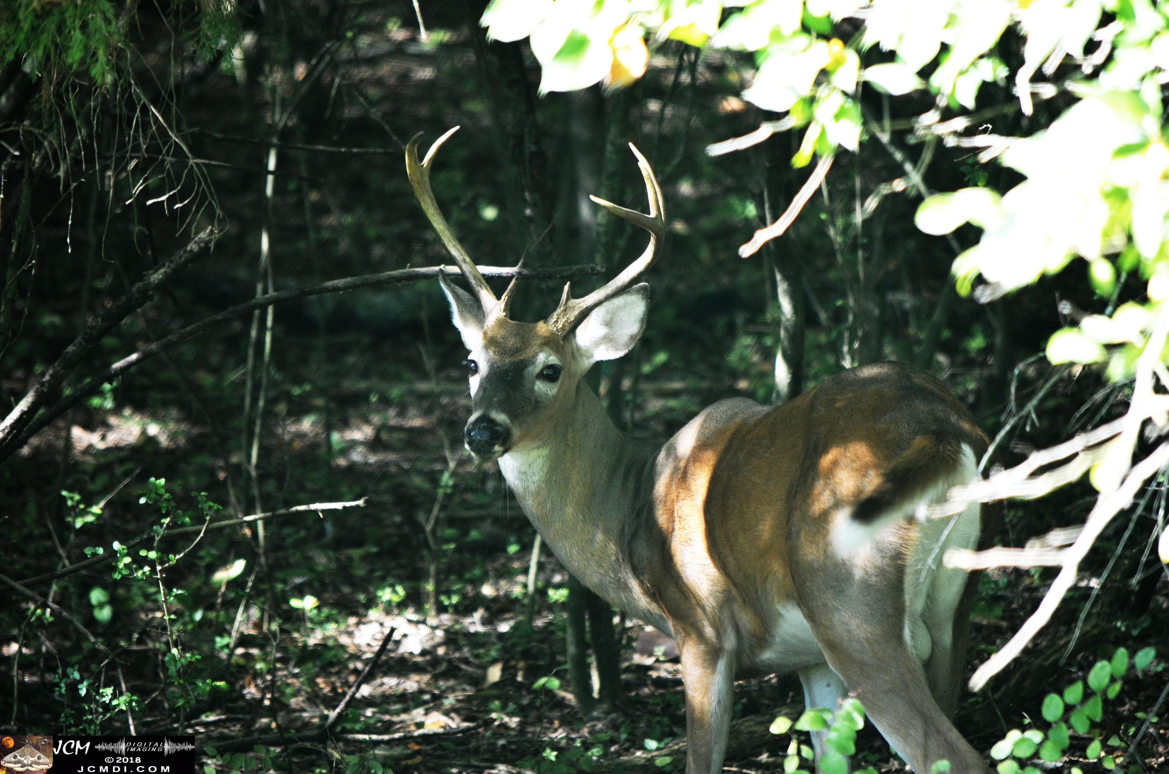 A Buck in the Woods at Old Hickory Lake TN